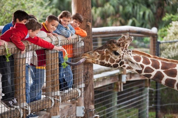 Group-of-children-at-a-giraffe-enclosure-in-a-zoo-with-good-bird-control