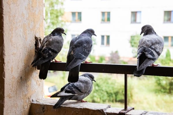 Group-of-pigeons-sitting-on-a-rail-of-a-building