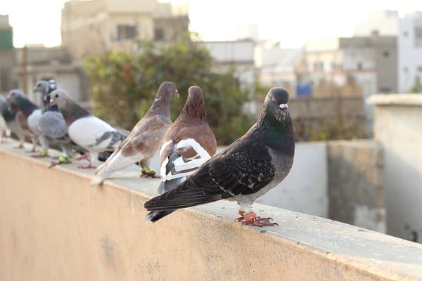 Identifying-damage-caused-by-lots-of-pigeons-and-pest-birds-can-help-you-learn-how-to-sell-StealthNet