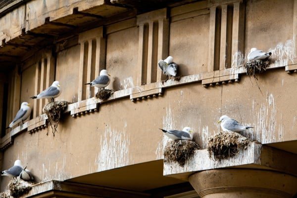 Kittiwakes-nesting-on-and-damaging-a-building-exterior