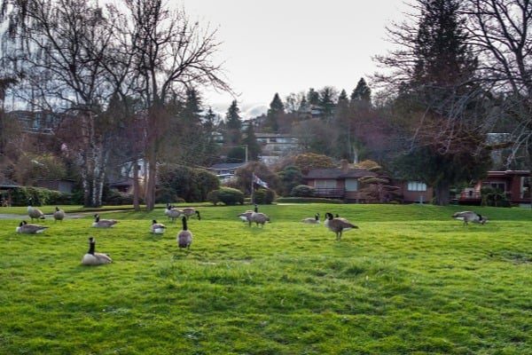 Large-group-of-Canada-geese-walking-around-a-park