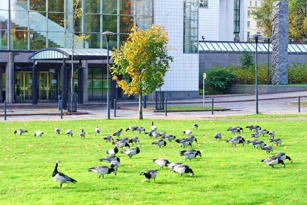 Lots-of-geese-across-a-commercial-lawn