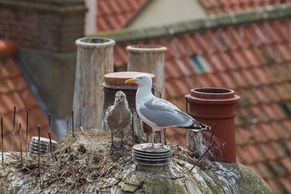Marine-pest-birds-on-a-messy-rooftop