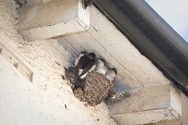 Nesting-birds-in-a-roof