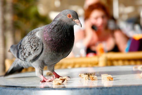 Pest-bird-interfering-with-a-restaurant-business