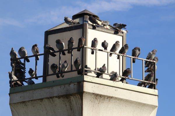 Pest-birds-crowding-around-a-rail-on-a-pier-building