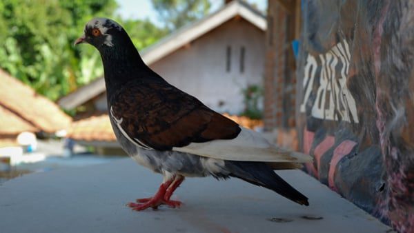 Pigeon-standing-near-a-store-with-effective-bird-control-for-business-signs