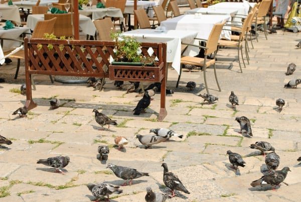 Pigeons-adapting-to-old-bird-control-methods-at-an-outdoor-restaurant-area