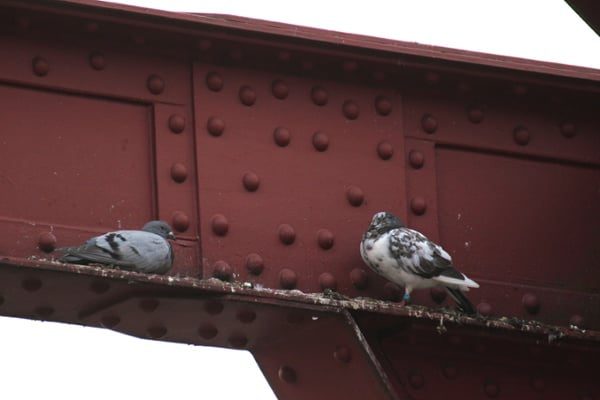 Pigeons-and-bird-droppings-on-a-support-rafter