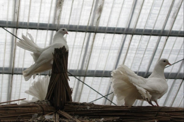 Pigeons-on-a-rafter-inside-a-warehouse