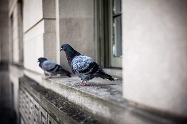 Pigeons-outside-of-a-window