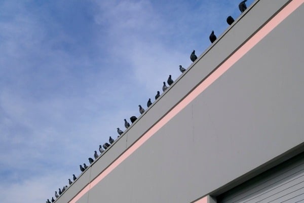 Pigeons-roosting-on-top-of-a-warehouse-building