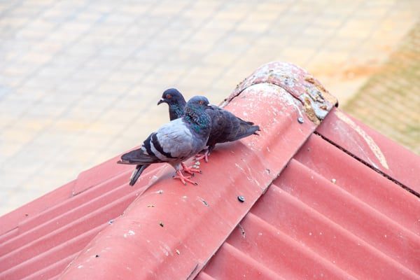 Pigeons-sitting-on-a-metal-rooftop