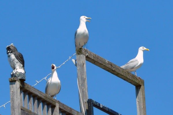 Seagulls-ignoring-a-decoy-owl-because-its-the-wrong-bird-control-solution