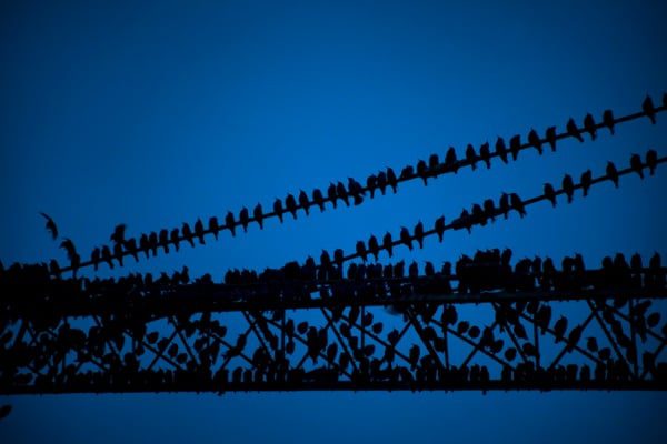 Starlings-clustered-on-a-power-line-at-dusk
