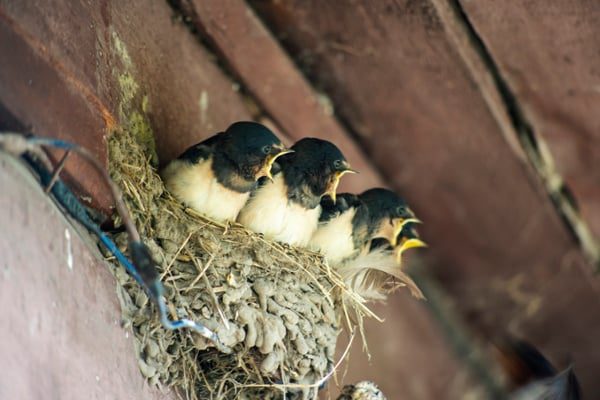 Swallow-chicks-in-a-nest-under-roof-eaves