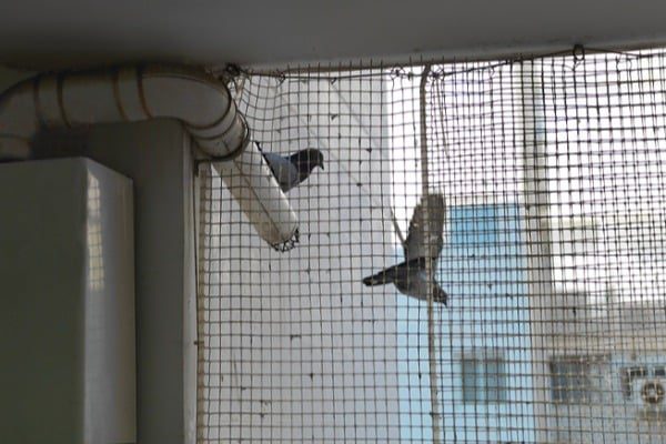 Two-pigeons-behind-protective-bird-nets-on-a-window