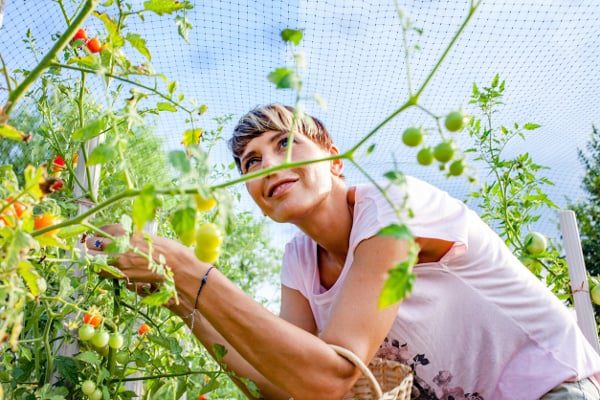 Woman-picking-tomatoes-from-plants-protected-by-bird-netting