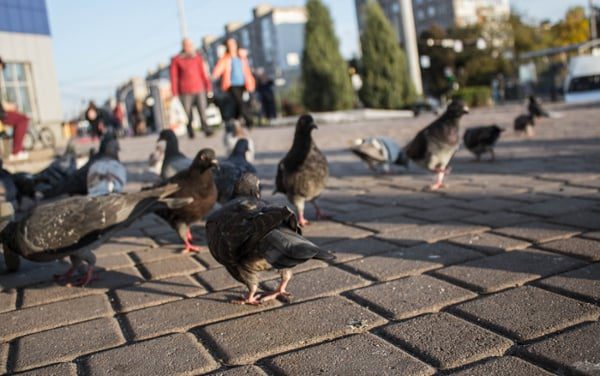 crowd-of-birds-on-a-city-sidewalk