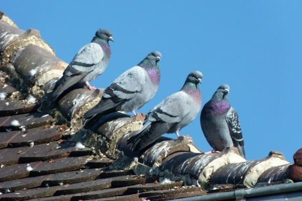 pigeons-on-a-house-roof-before-the-owner-uses-DIY-bird-control