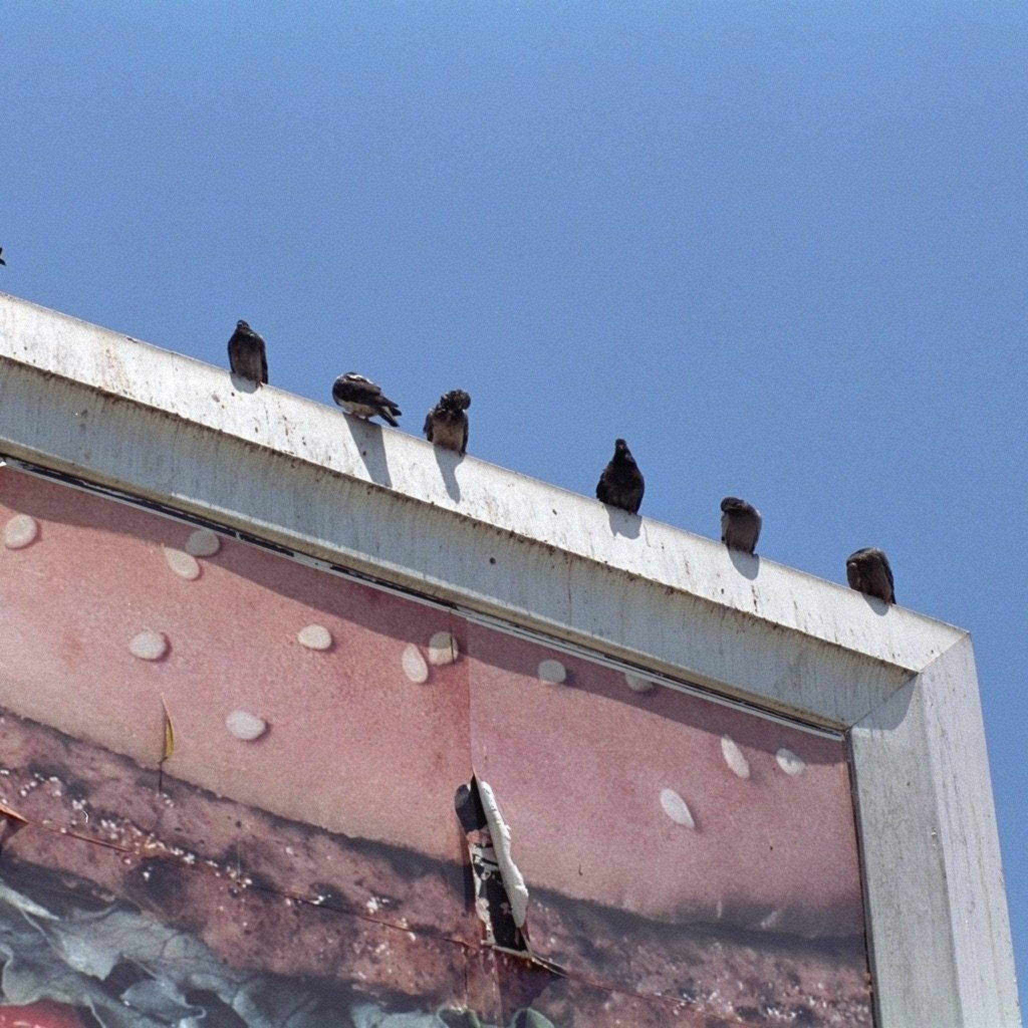 Bird Barrier Damage00137