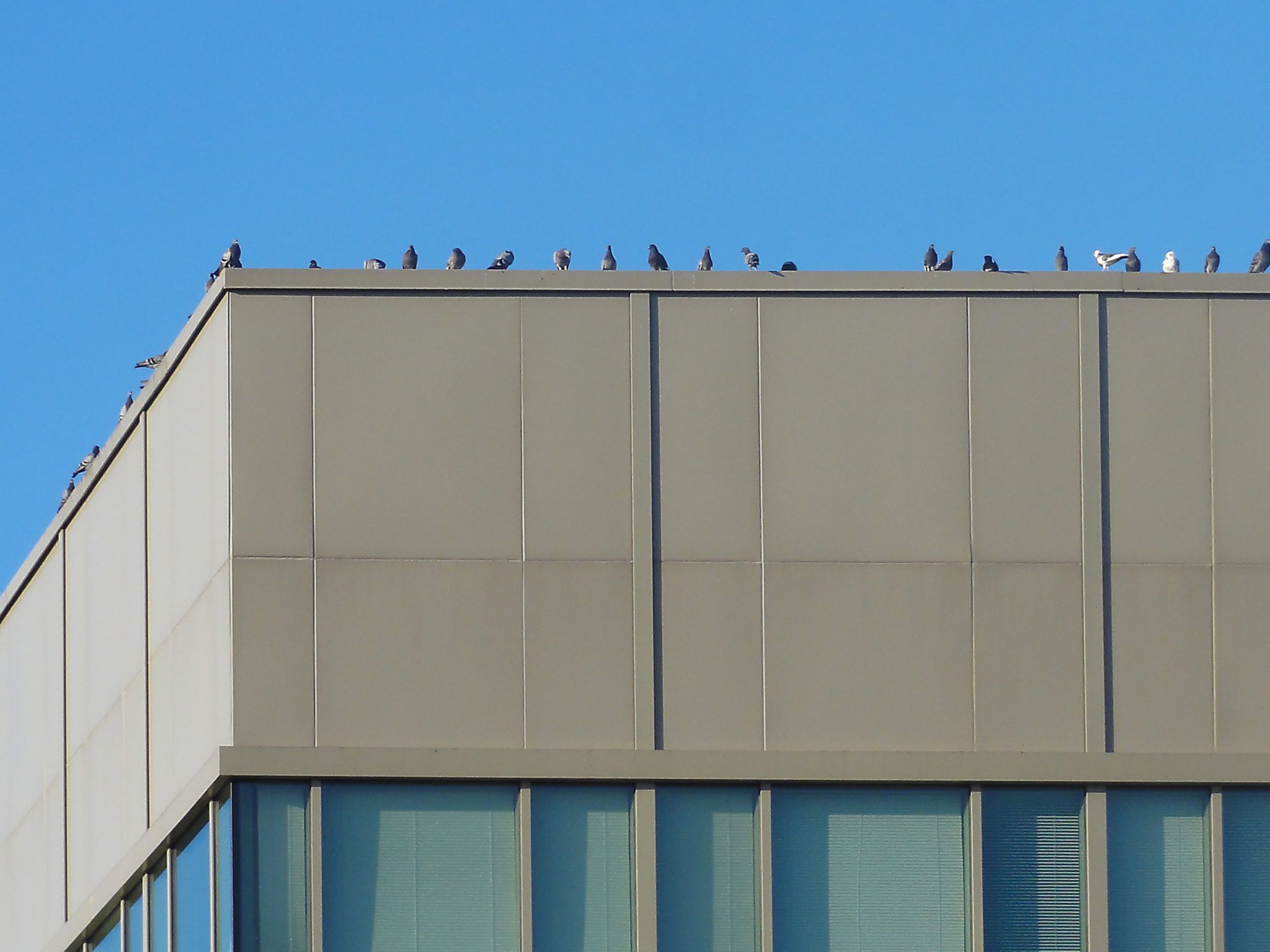 Birds on Roof Edges 3