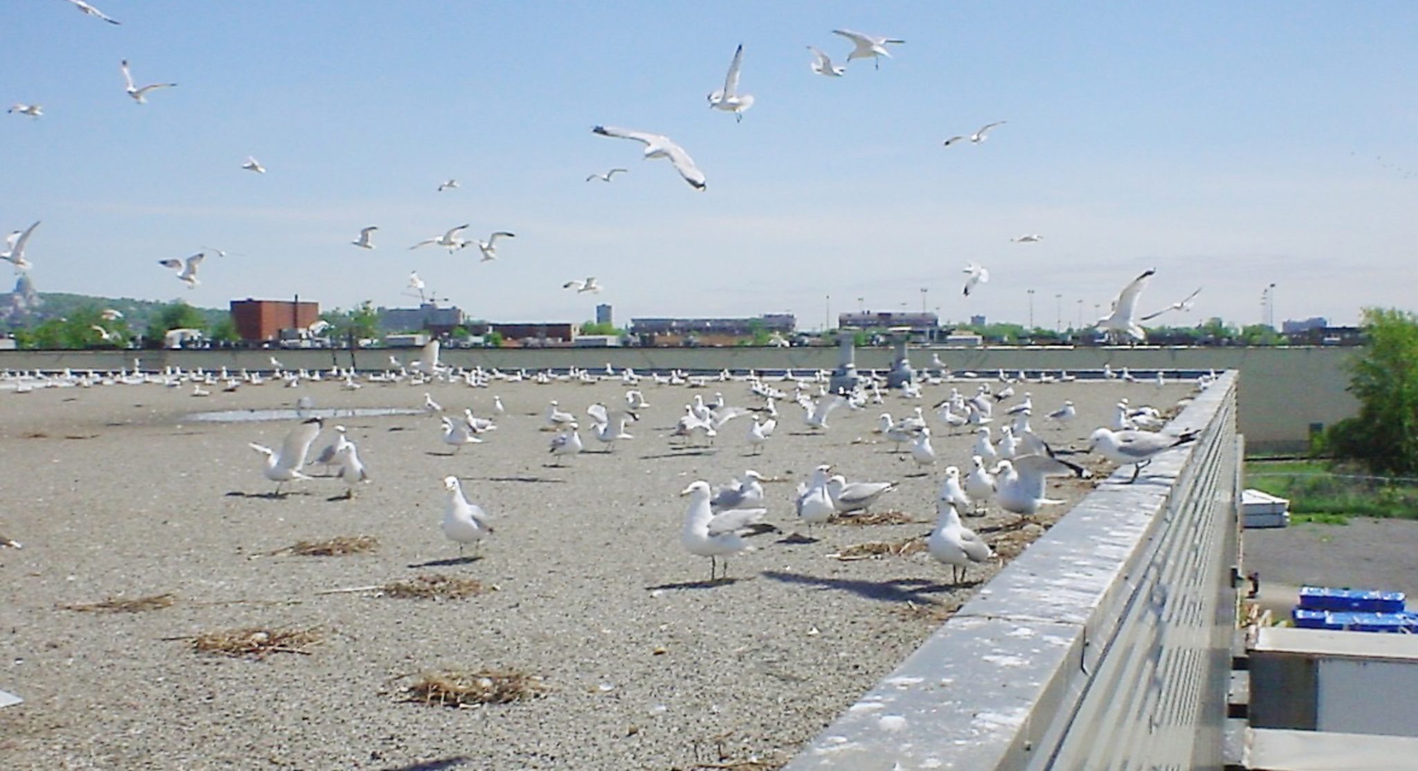 Large Groups of Gulls on Roof (1)