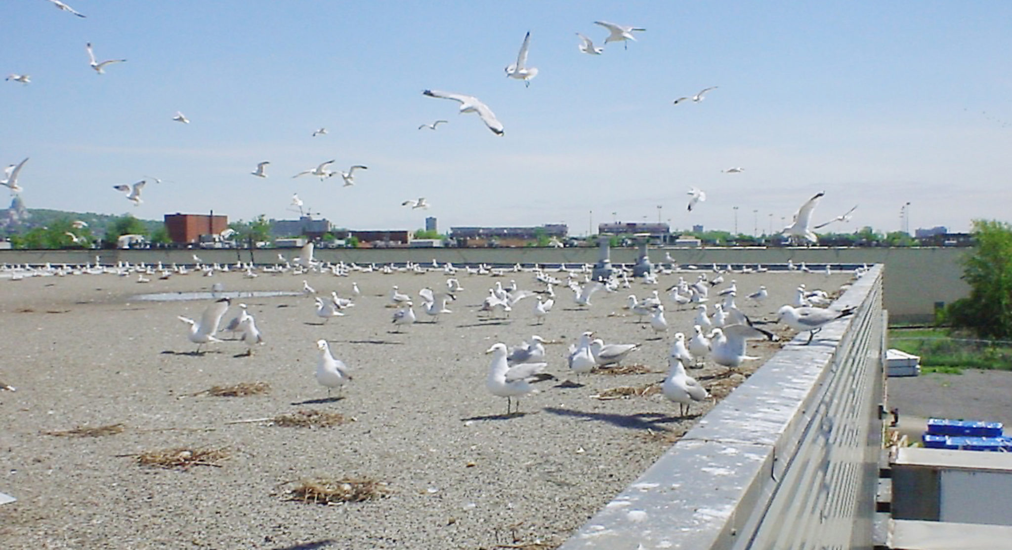 Large Groups of Gulls on Roof