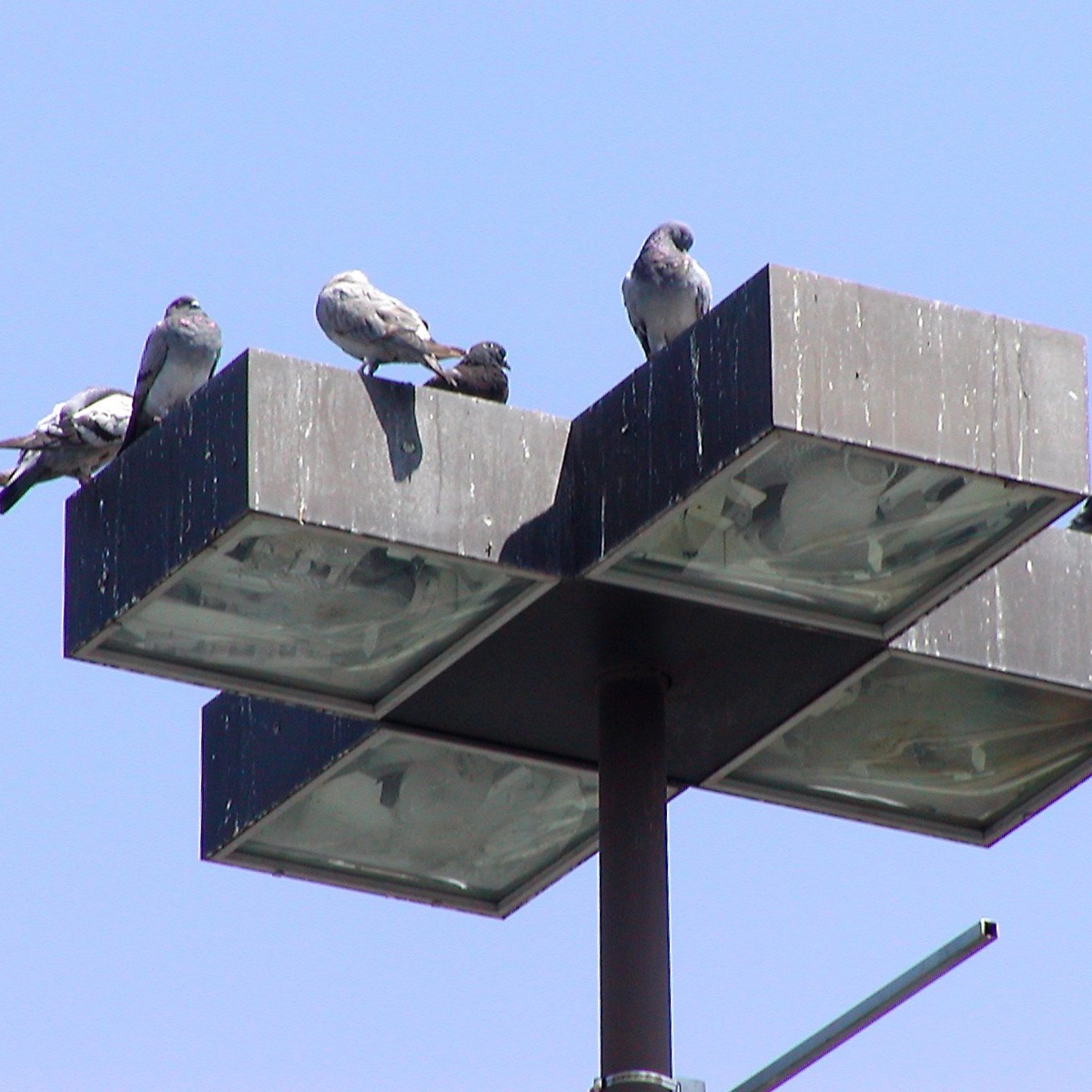 Pigeons on Parkinglot Lamos