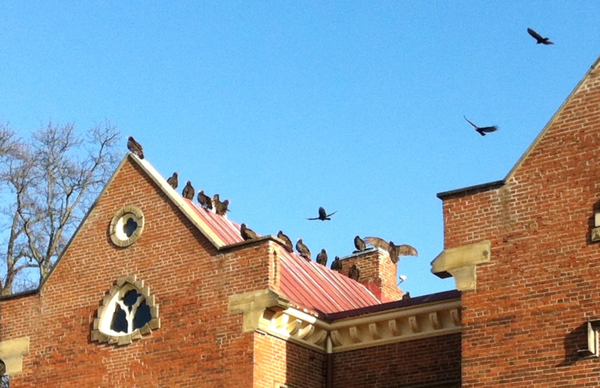 Turkey Vultures on Roof of Peaks