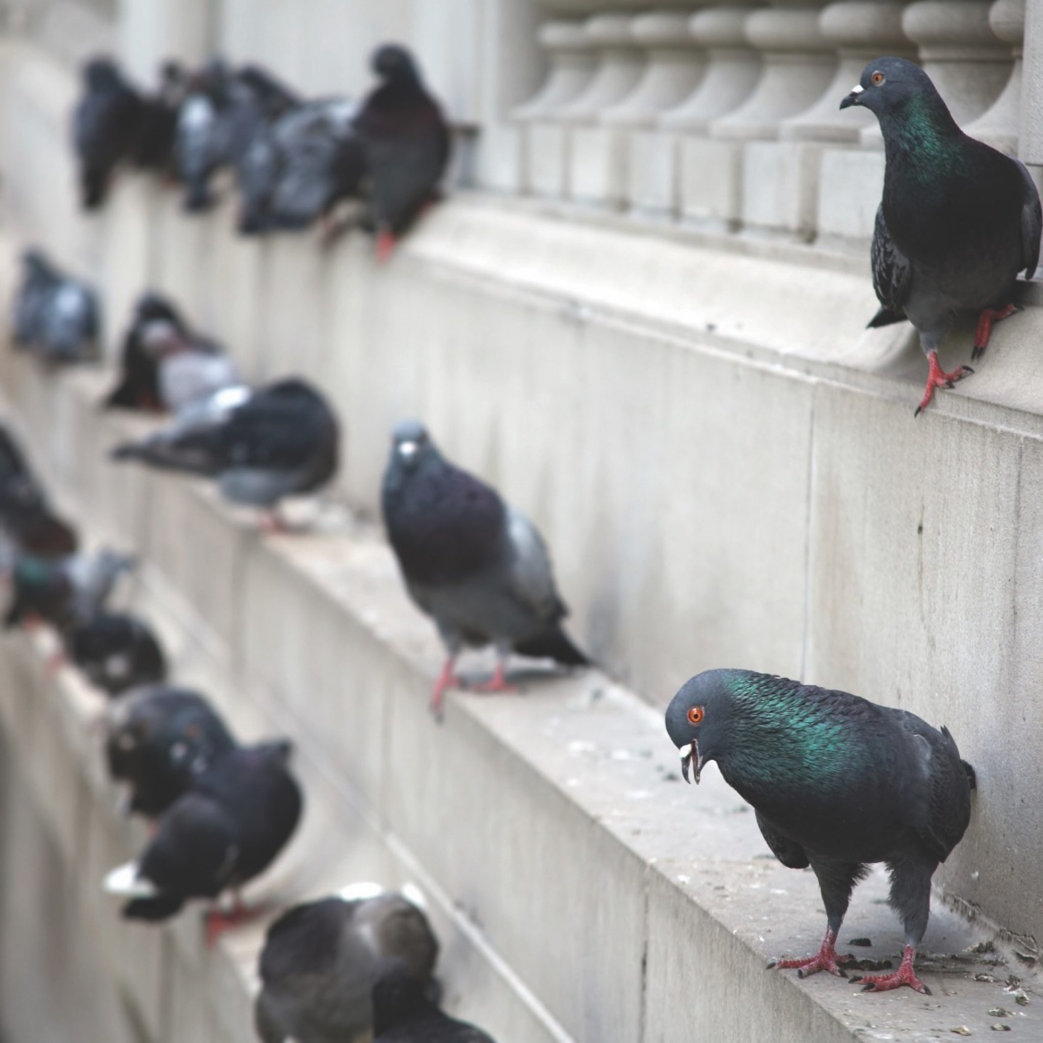 Flock of pigeons making quite a mess in a Chicago park.  Shallow focus on foreground bird.