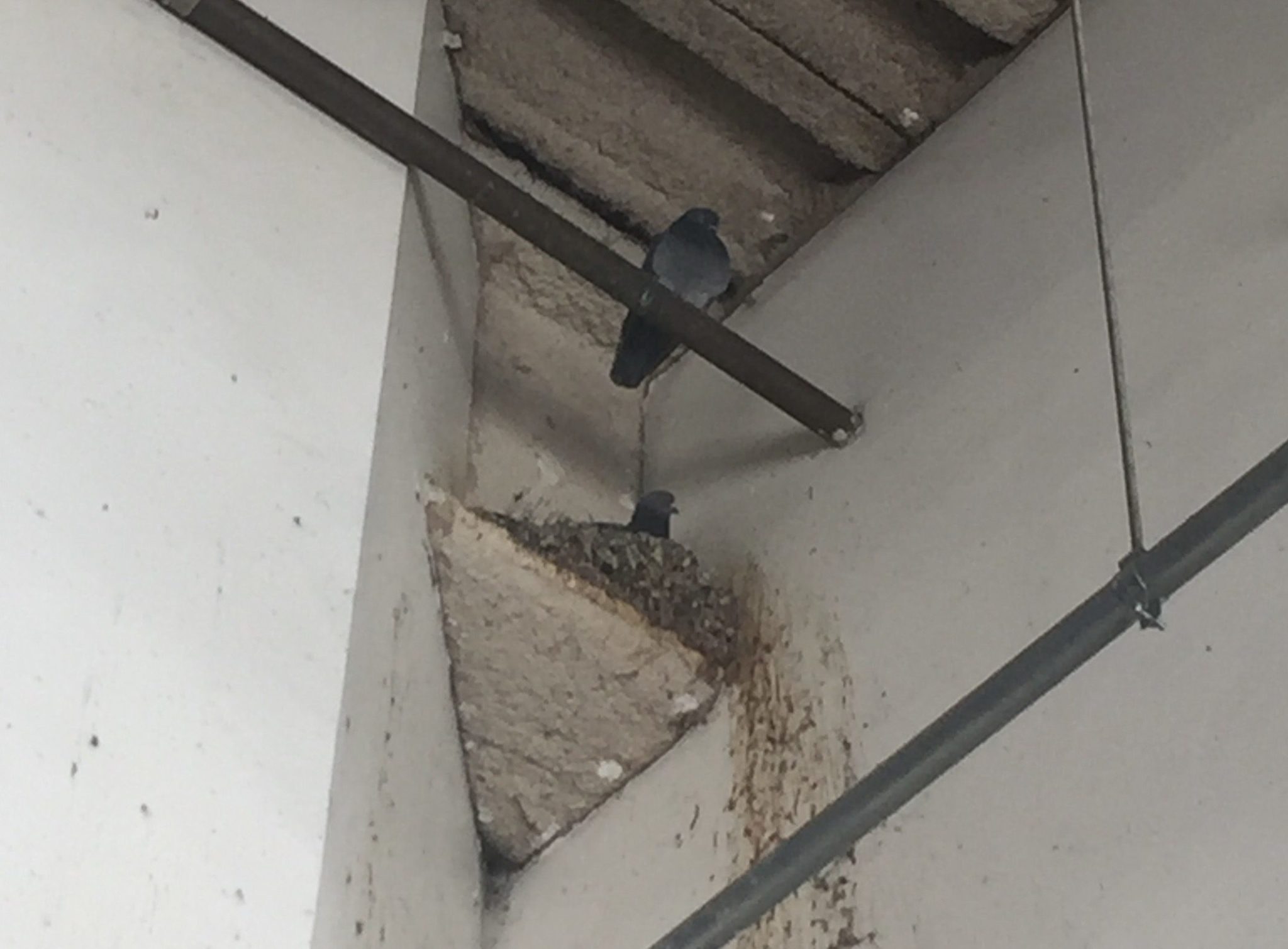 Various Parking Structure Nesting Sites