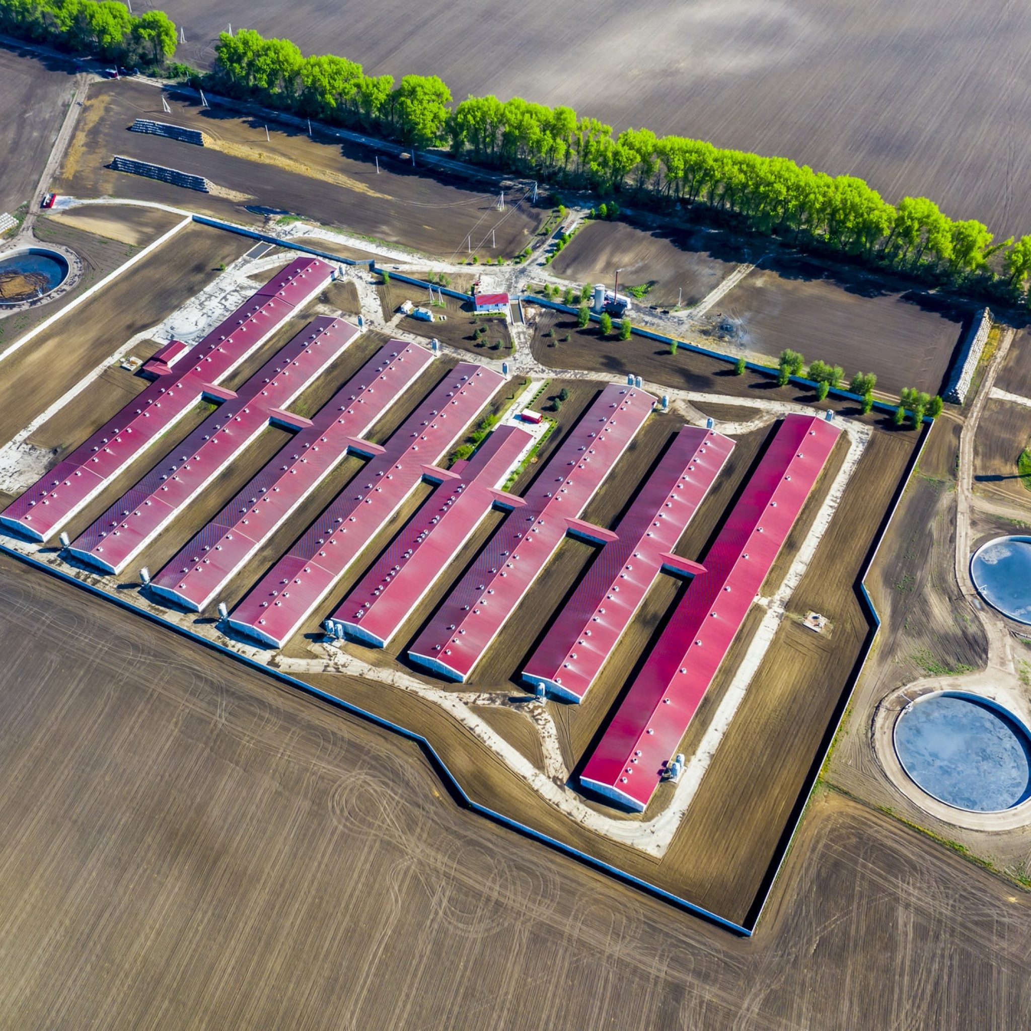 Aerial view of a large pig farm on an agricultural field in spring