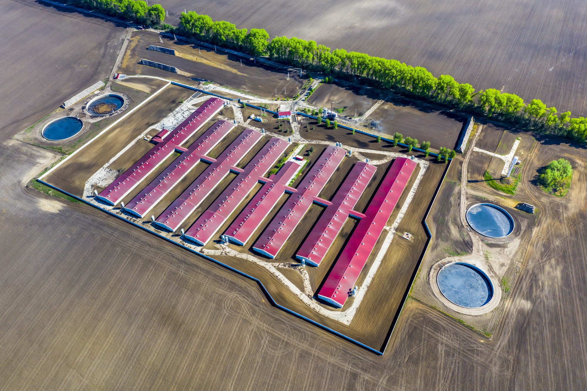 Aerial view of a large pig farm on an agricultural field in spring