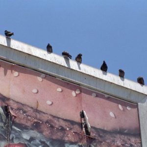 anti-pigeons-bird-droppings-on-billboards-.jpg