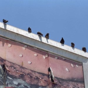 Anti-Pigeons & Bird Droppings on Billboards