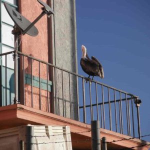 Get Rid of Vultures & Large Birds on Railings or Ledges