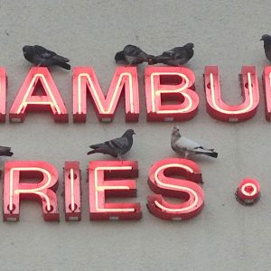 birds-on-sign-letters (2)