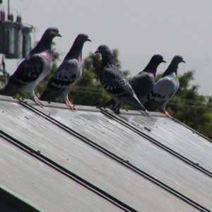 Exclude Pigeons & Birds on or under Solar Panels