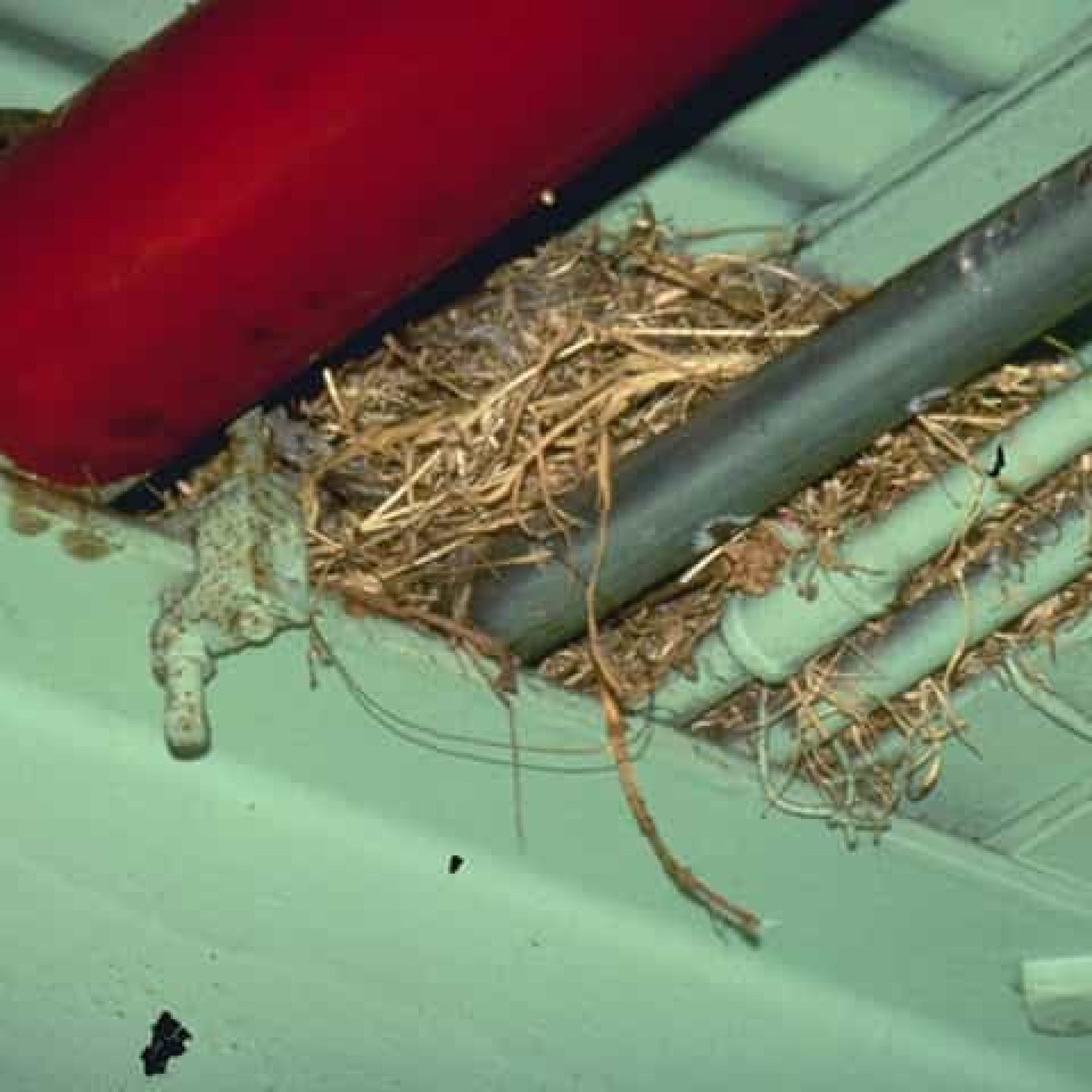 Nesting Under Apron Overhangs