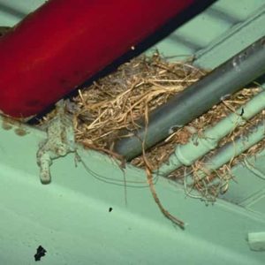 Anti-Bird Nests Under Loading Docks
