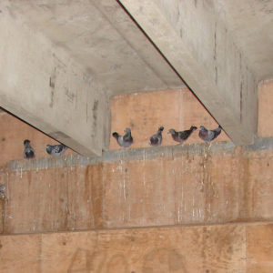Block-Birds-in-Underground-Parking-Lot-Ledges.jpg