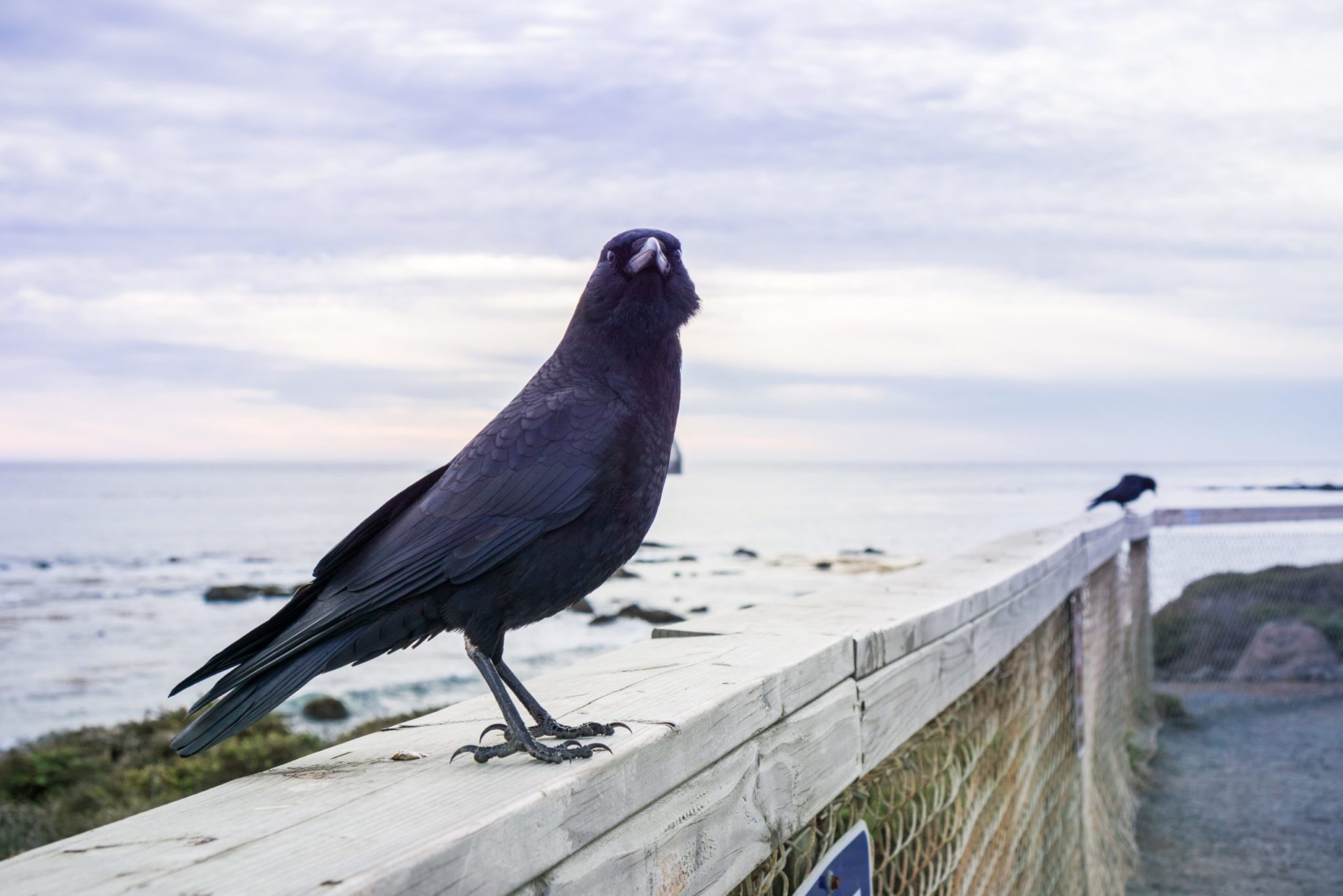 Close up of American Crow sitting on a wooden ledge; Pacific Ocean coastline in the background; San Simeon, California