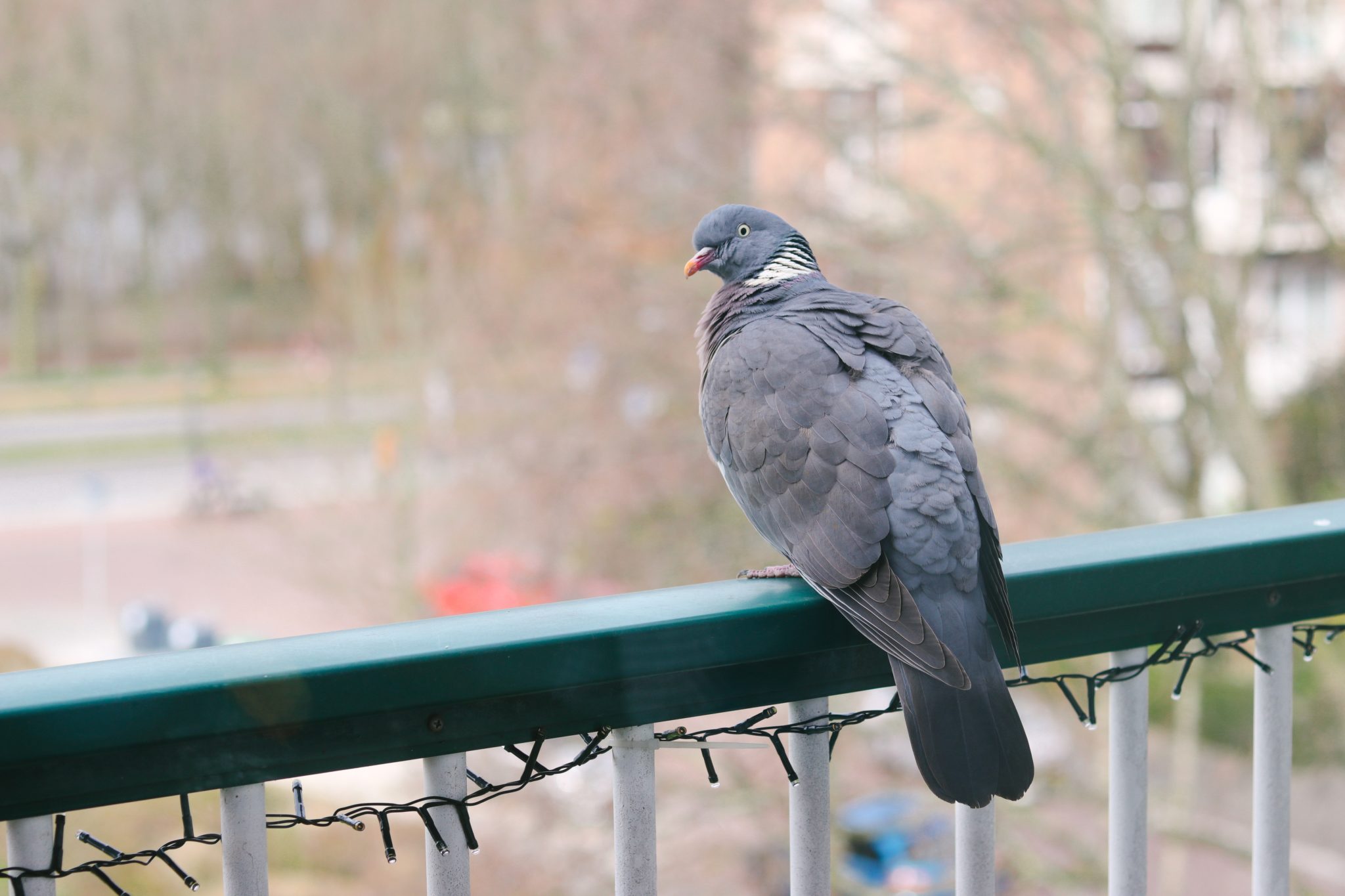 common-wood-pigeon-sitting-on-a-balcony-railing-2022-03-22-00-50-16-utc