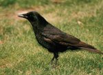 bird_crow bird_crow
