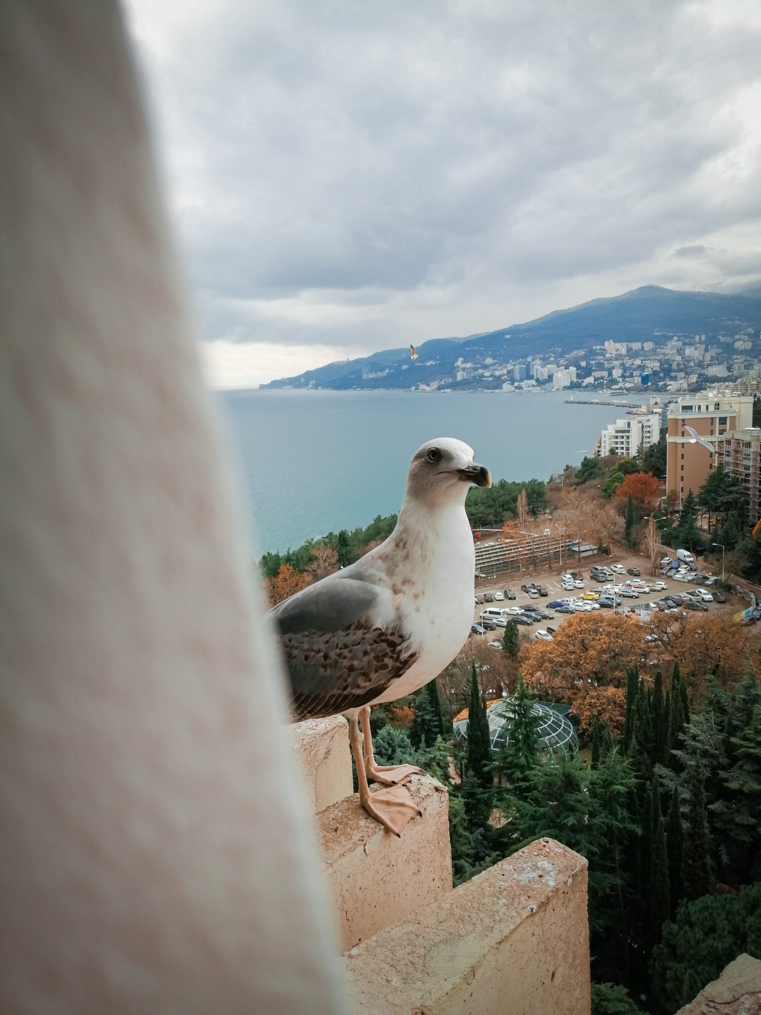 funny-seagull-2021-12-20-19-18-11-utc