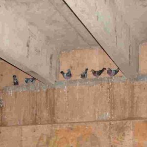 Block Birds in Underground Parking Lot Ledges