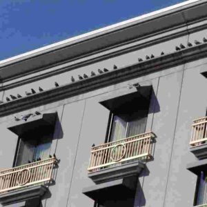 Get Rid of Pigeons, Sparrow & Other Birds on Ledges