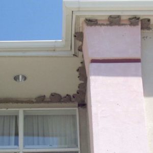 Stop Mud Swallow Colonies Under Eaves