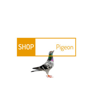 pigeon-5.png